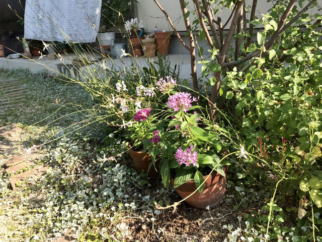 庭木の足元に置いている植木鉢