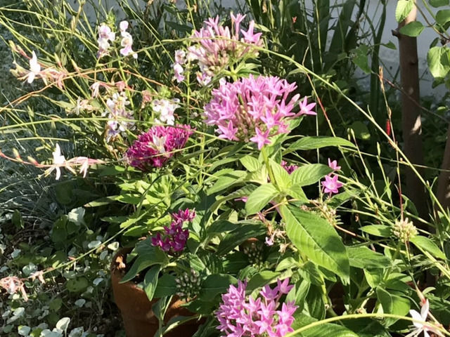 アンゲロニアとペンタスの花