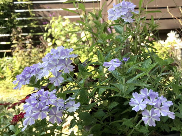 ケイトウとスーパーベナの寄せ植え