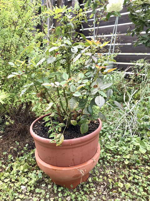 夏剪定したミニバラ