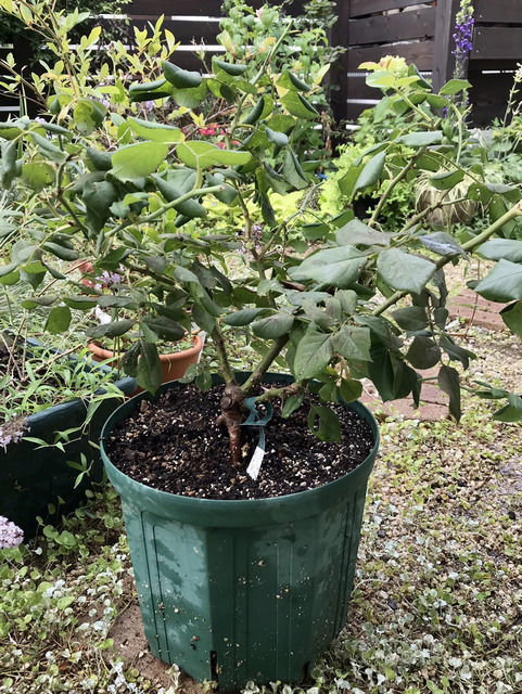 夏剪定したロアルドダール