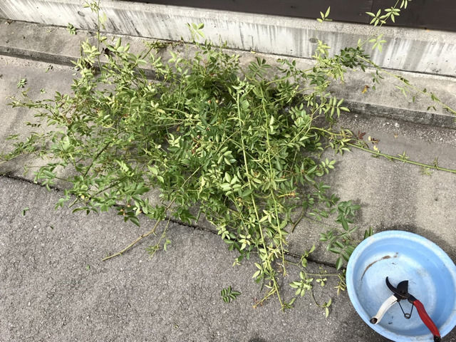 剪定したモッコウバラの枝