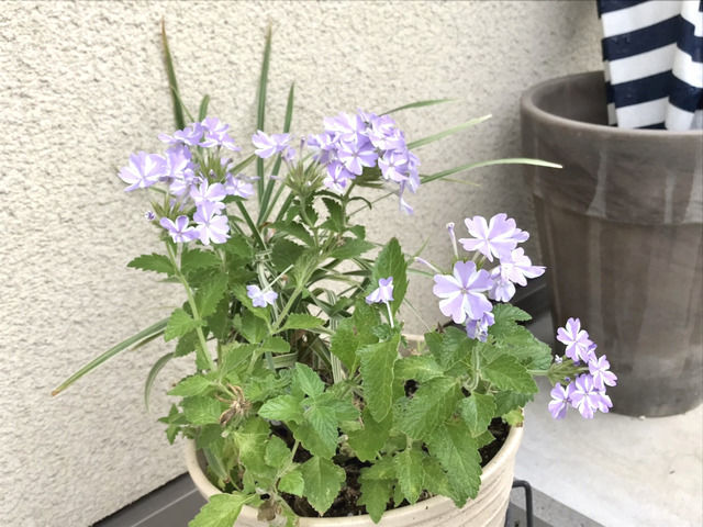 小さな寄せ植え スーパーベナアイストゥインクルとミスキャンタス