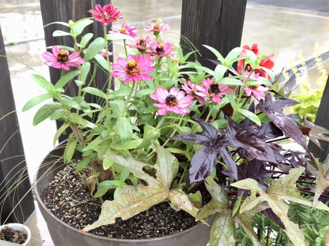 小さな寄せ植え イポメアテラスメープルとピンクのジニア