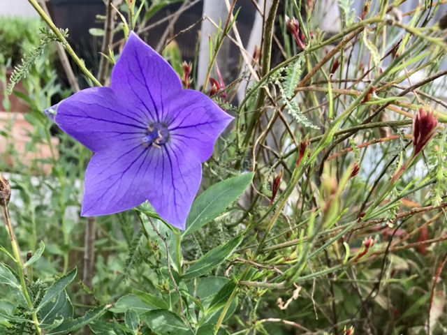 キキョウの花