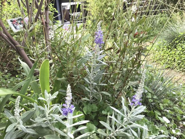 トウテイランの花