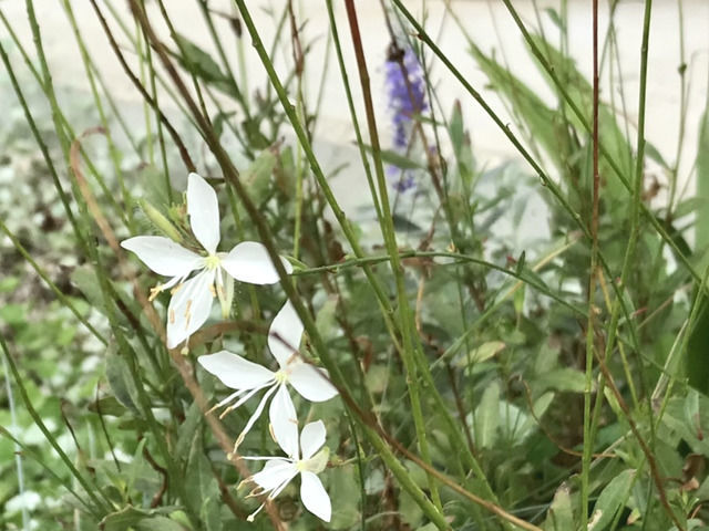 白いガウラの花