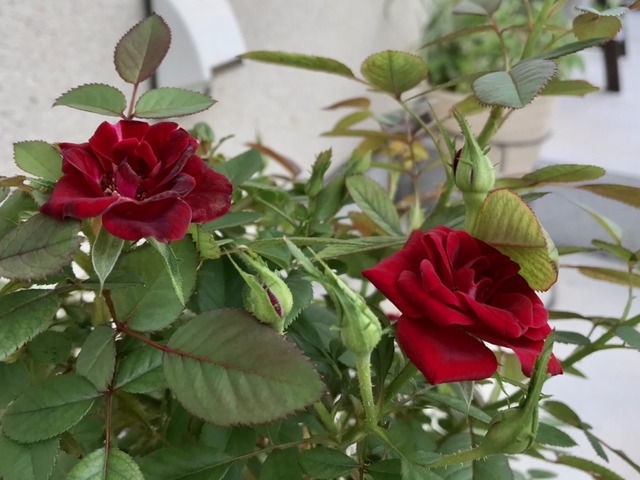 ミニバラの花