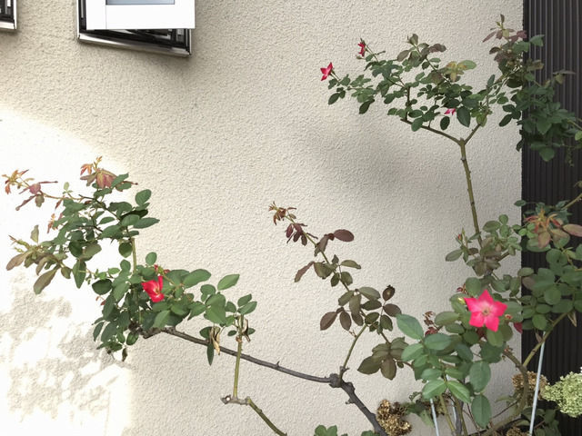 カクテルの夏花