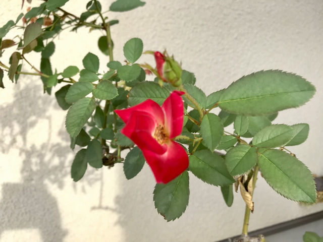 カクテルの夏花