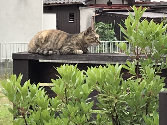 板塀の上にいる猫