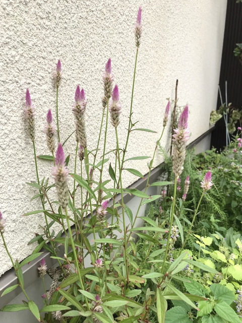 ケイトウ・サマーラベンダーの花