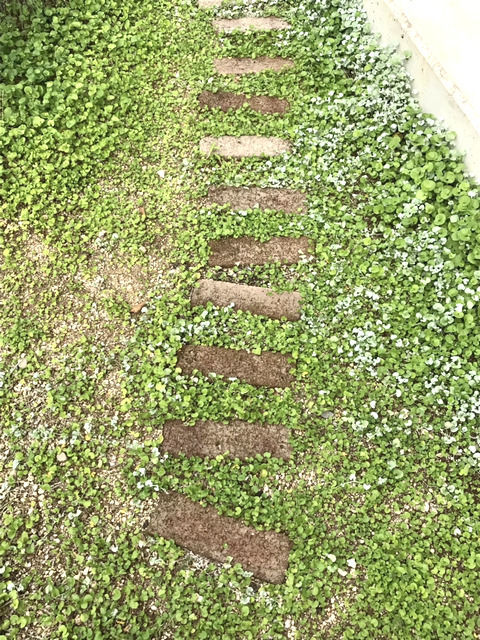 1年後のレンガ小道の様子