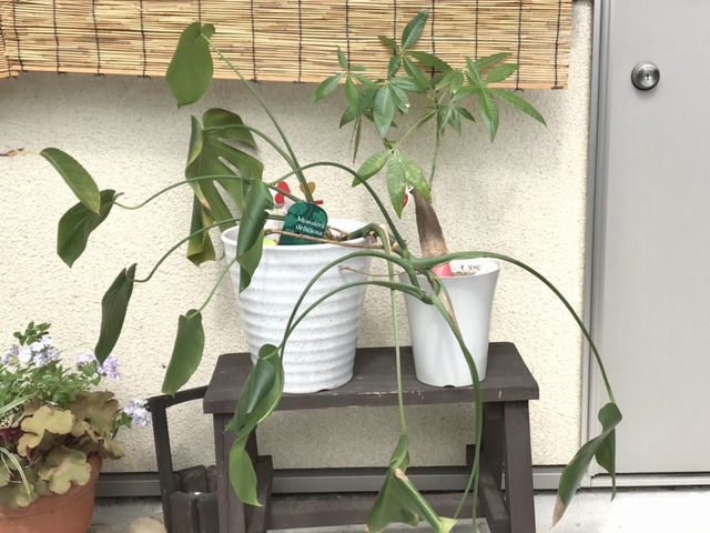 植え替え前の観葉植物
