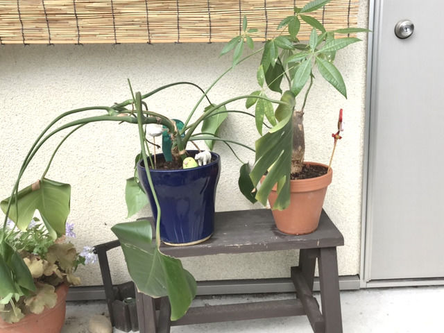 植え替え後の観葉植物