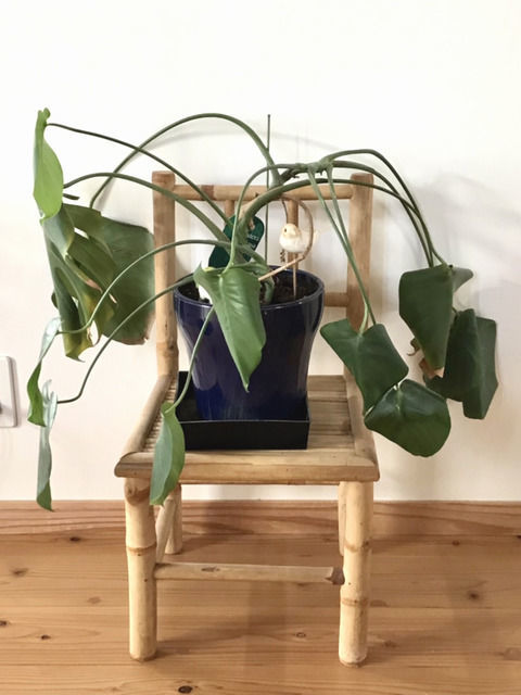 植え替え後のモンステラ
