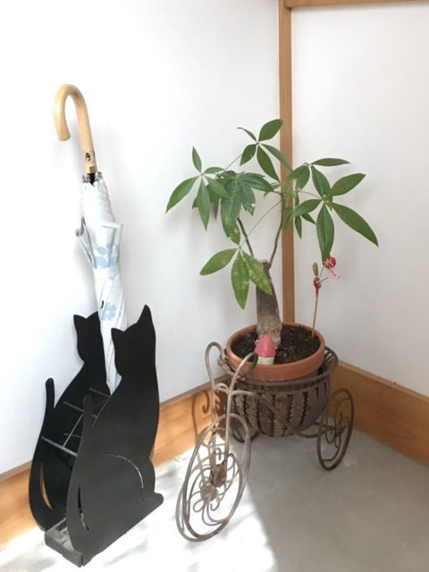 植え替え後のパキラ