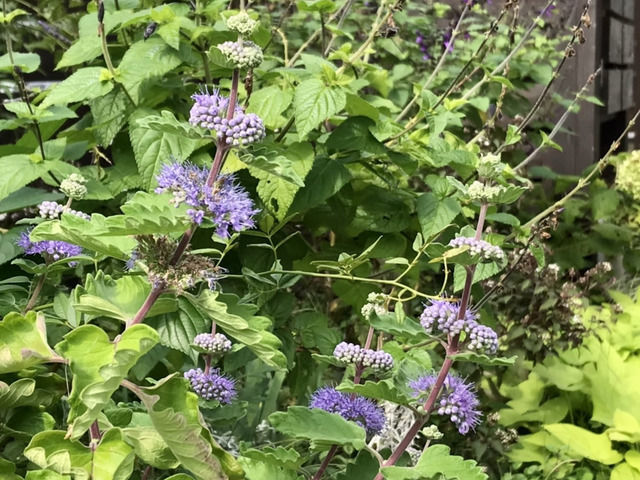 ダンギクの花