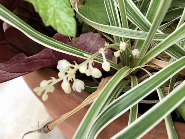 ミスキャンタスの花のアップ