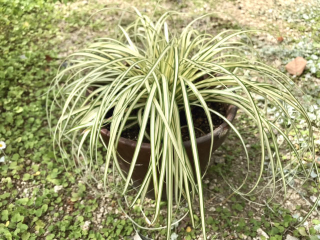 ベアグラスの鉢植え