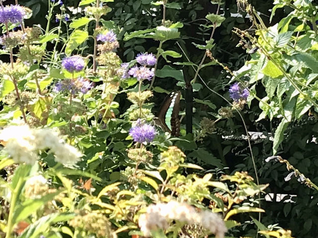 ダンギクの花にとまるアオスジアゲハ