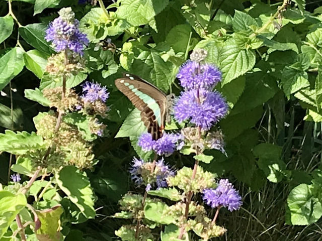 ダンギクの花にとまるアオスジアゲハ