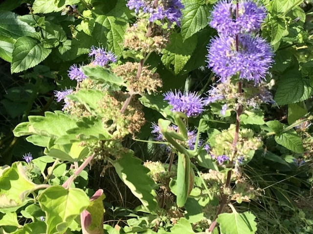 ダンギクの花とカマキリ