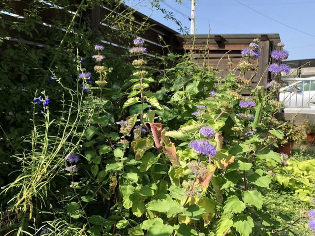 ダンギクの花