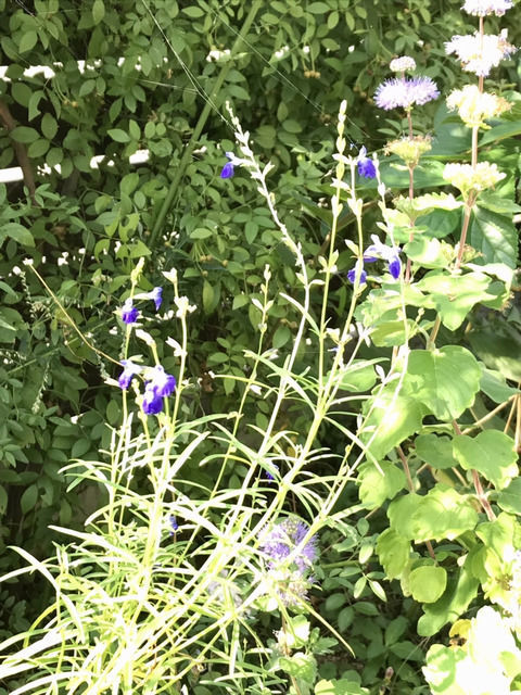 コバルトセージの花