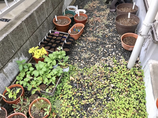 並んだ種まきポットと植木鉢