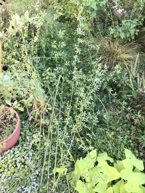 切り落としたモッコウバラの枝