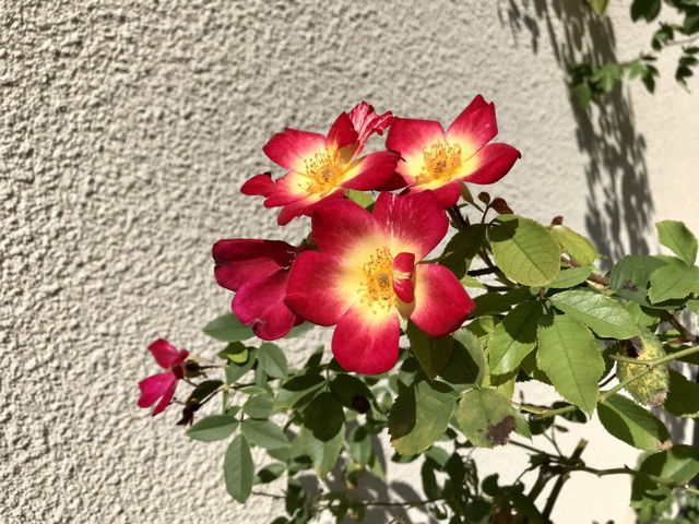 カクテルの秋の花
