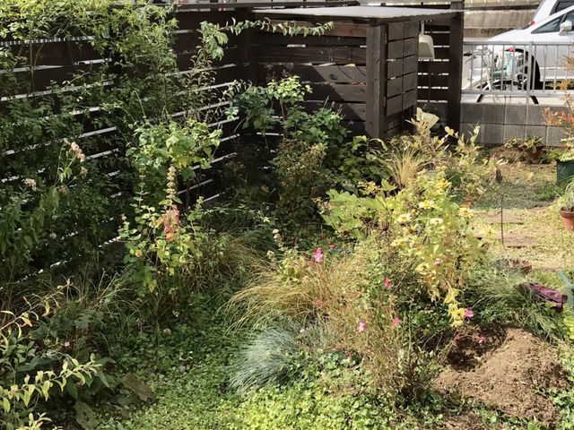 移植したコデマリ