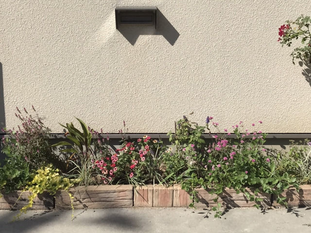 10月の駐車場花壇