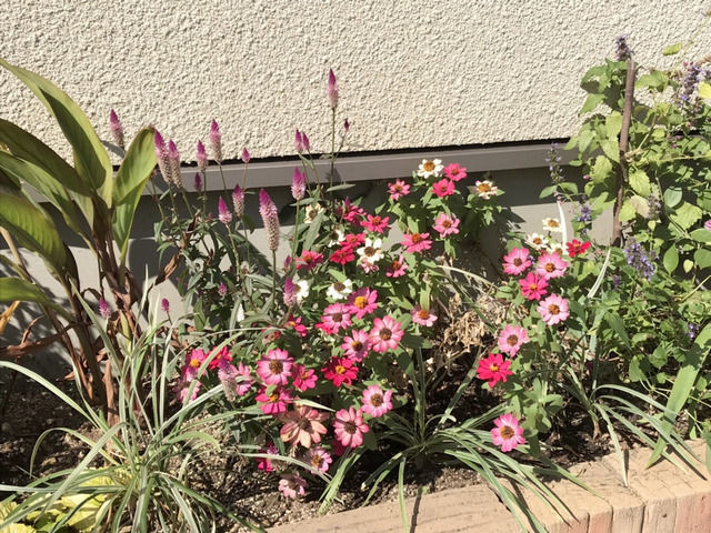 10月の駐車場花壇 ピンクのジニア