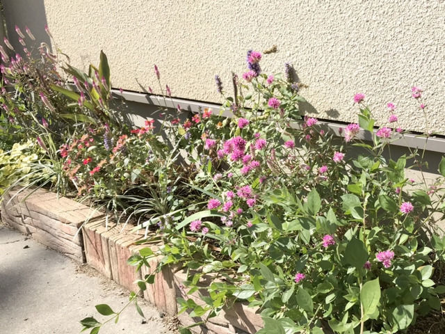 10月の駐車場花壇