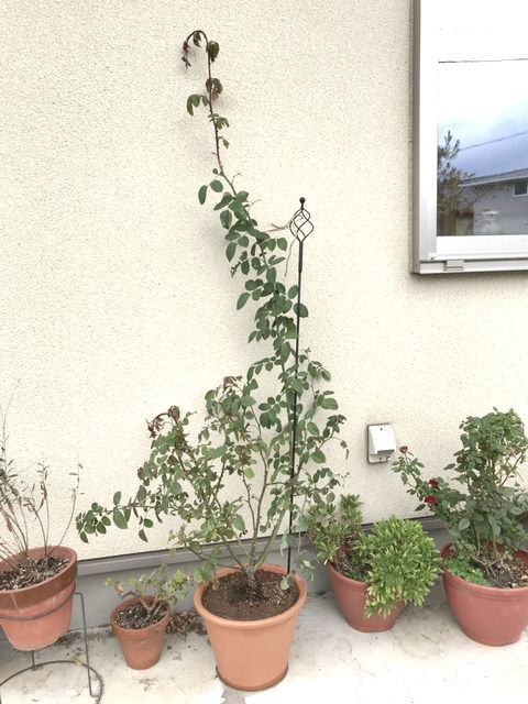植え替え後のサンセットグロウ