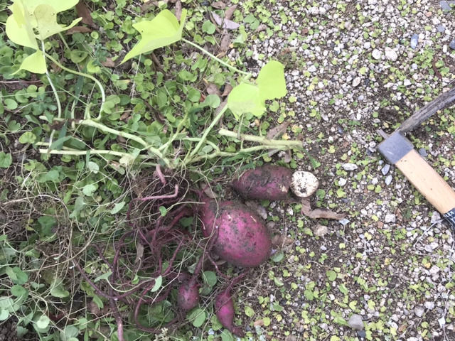 イポメアの芋ほり