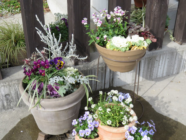 2021年・お正月の寄せ植え(エレモフィラニベア,ブランルージュ,ビオラ