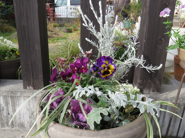 2021年・お正月の寄せ植え(エレモフィラニベア,ブランルージュ,ビオラ