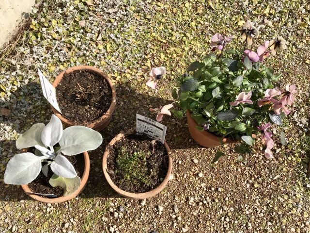 植え替えた苗