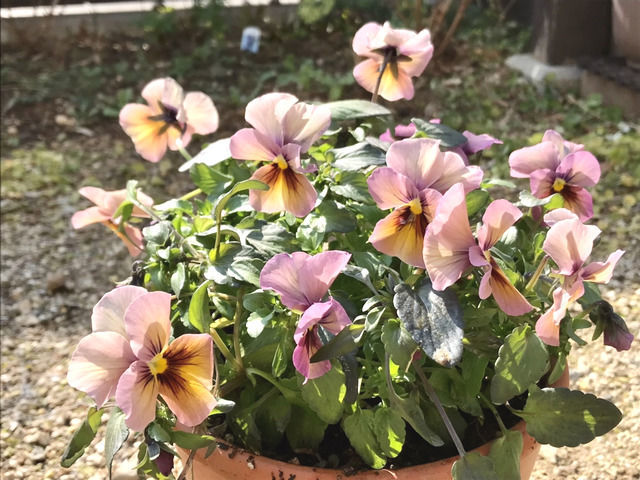 アンティークカラーのビオラ・彩花園芸