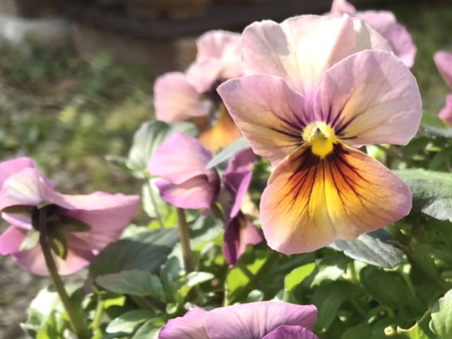 アンティークカラーのビオラ・彩花園芸のアップ