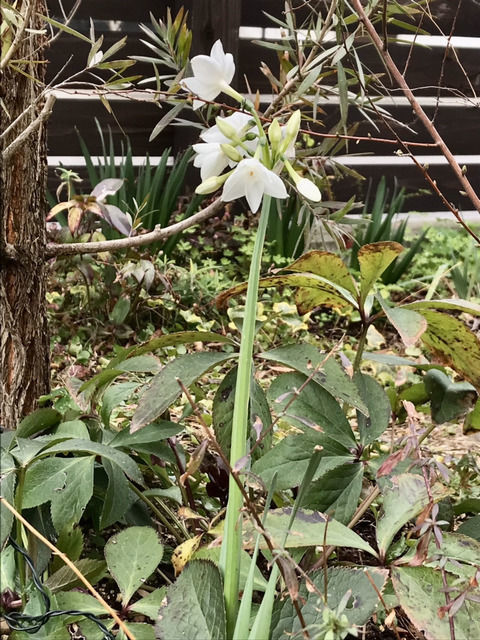 2022年の水仙の開花