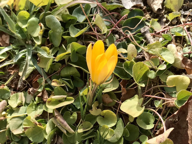 黄色のクロッカスの花