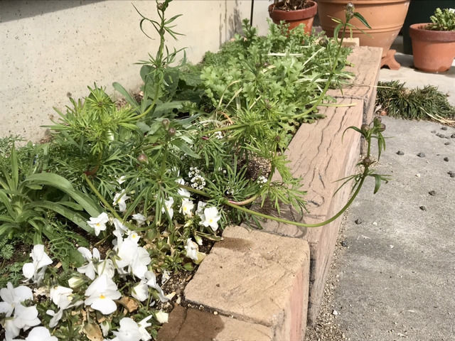 倒れて這うラークスパー・千鳥草