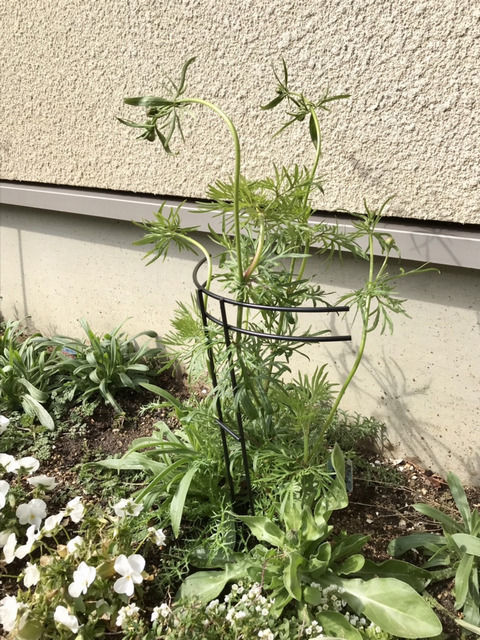 プランツサポートで起こしたラークスパー・千鳥草