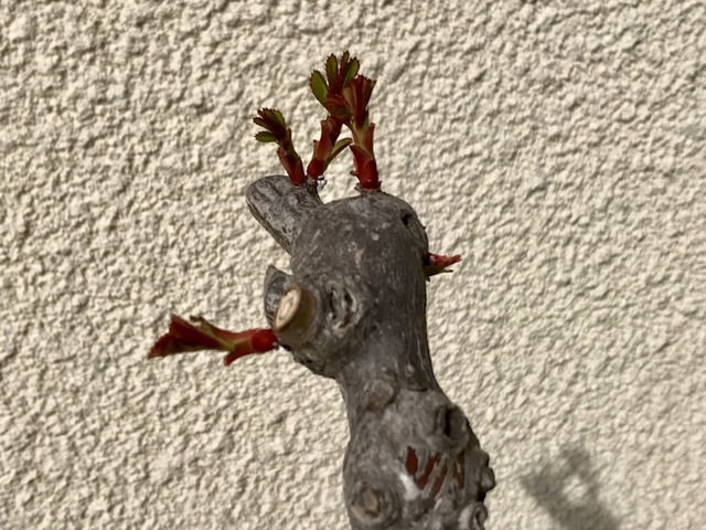 2月の新芽・カクテル