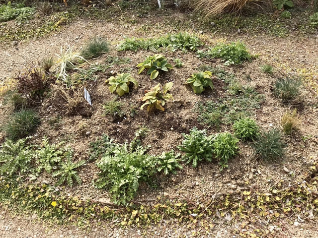 庭の植栽