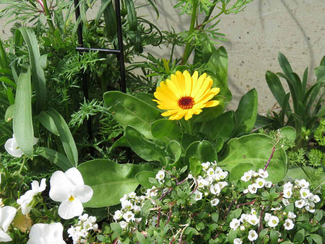 カレンデュラの花